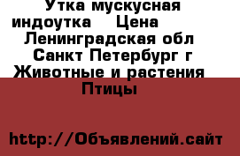 Утка мускусная (индоутка) › Цена ­ 1 000 - Ленинградская обл., Санкт-Петербург г. Животные и растения » Птицы   